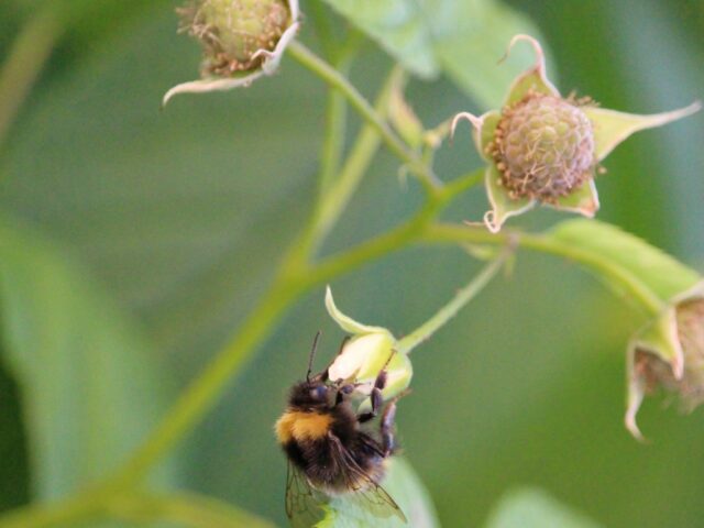 bumble bee pollinating a bramble
