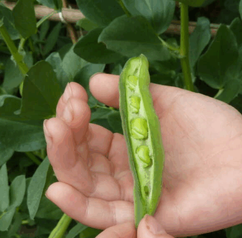 Garden Organic image showing an open pod of peas in a child's hand