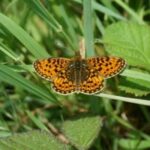 Orange and black butterfly on grass