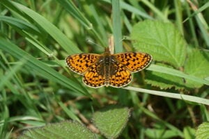 Orange and black butterfly on grass