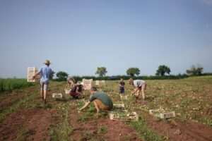 People picking onions in a field