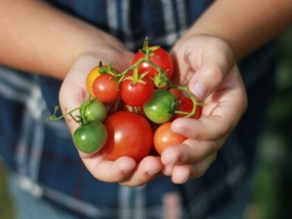 variety of coloured tomatoes in the hands of a child