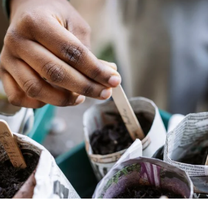 RHS image of a childs hand sowing seeds in soil wrapped in newsparper